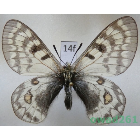 Parnassius jacobsoni Avinoff, 1913 Tadjikistan14f